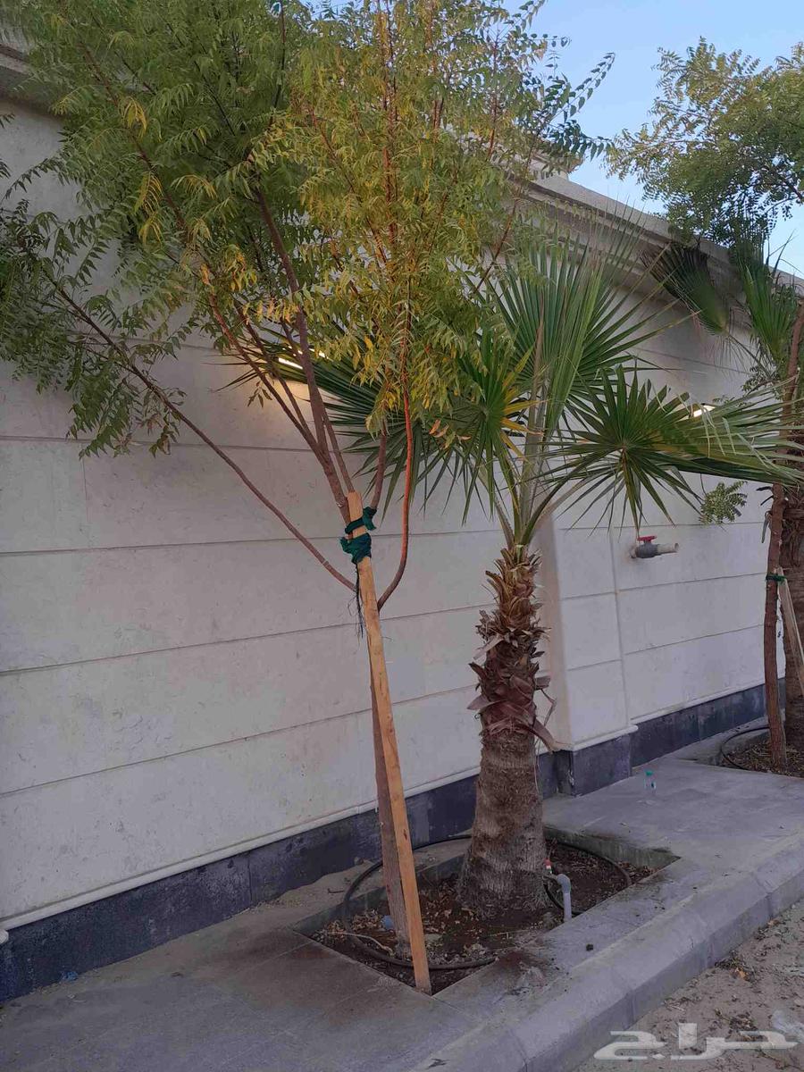 مزرعه ومشتل الشريف لتنسيق الحدائق والزراعه64187941575939114