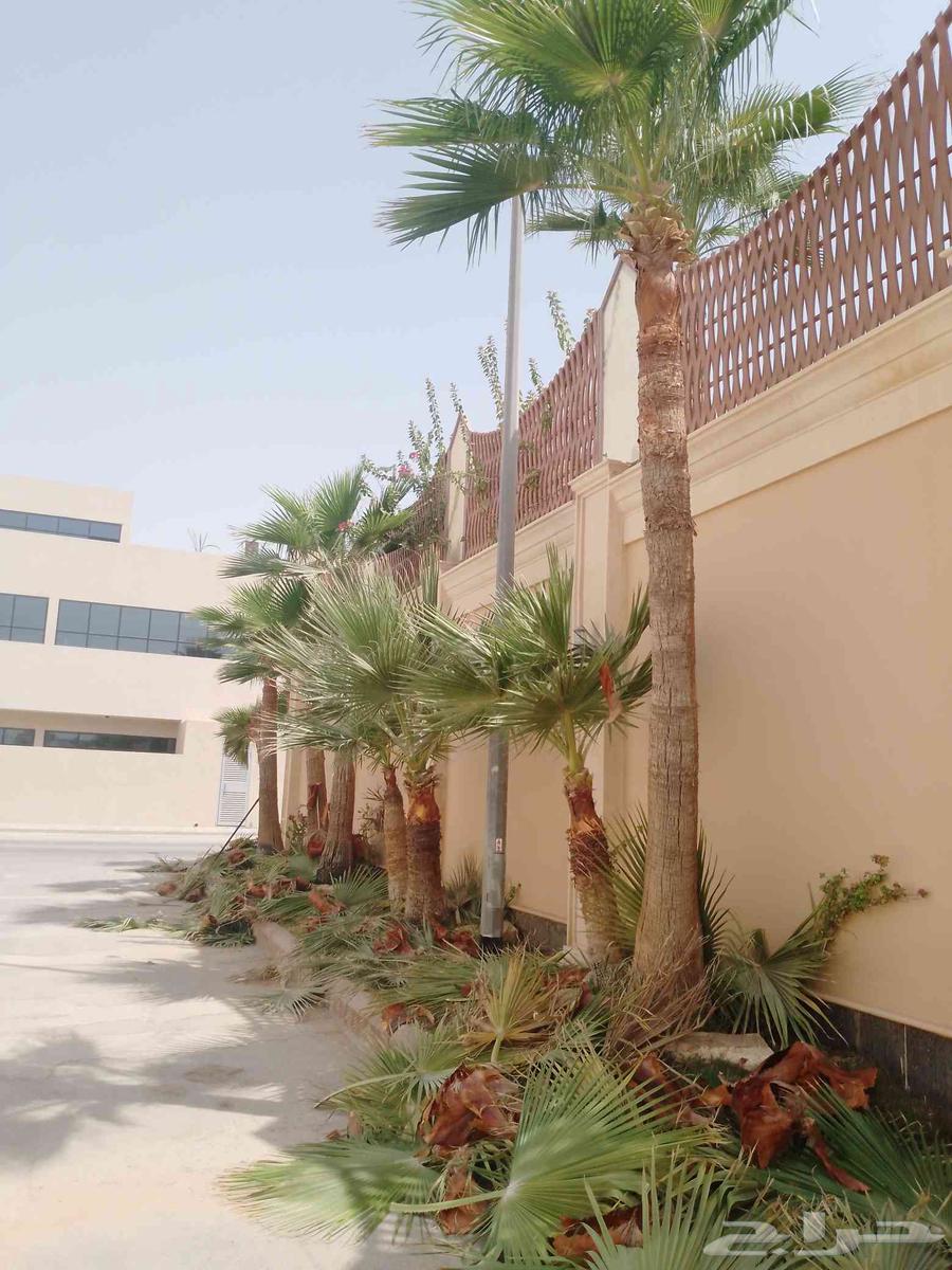 زراعه التيل الطبيعي64189357370627112