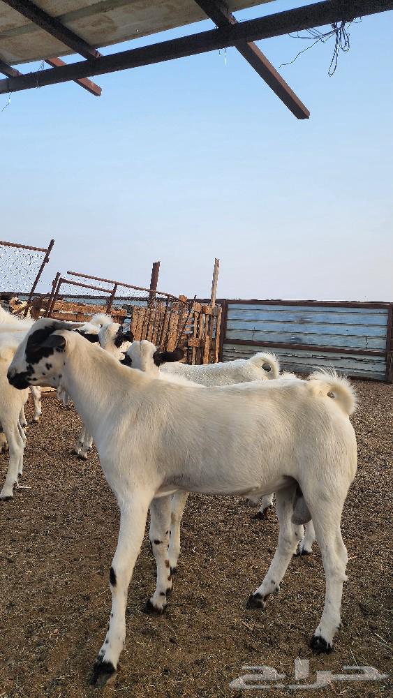 Bichhi Stud Project64593765700993114