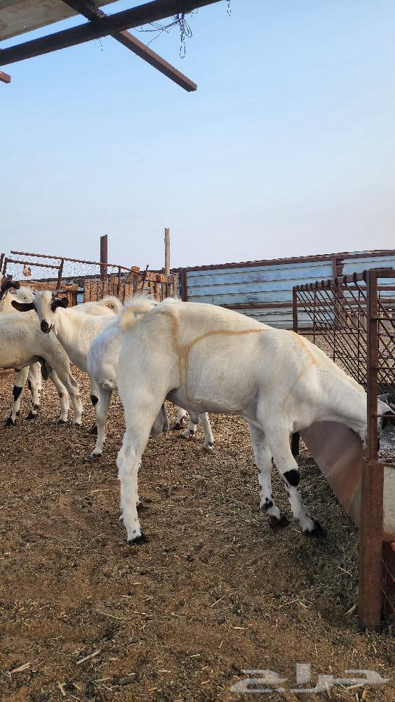 Bichhi Stud Project64593765700993113