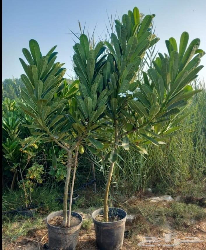 مزرعه ومشتل الشريف لتنسيق الحدائق والزراعه64187941575939113