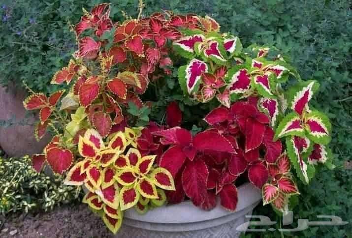 مشتل زراعي لتنسيق الحدائق والصيانة الشهري64188625600515113