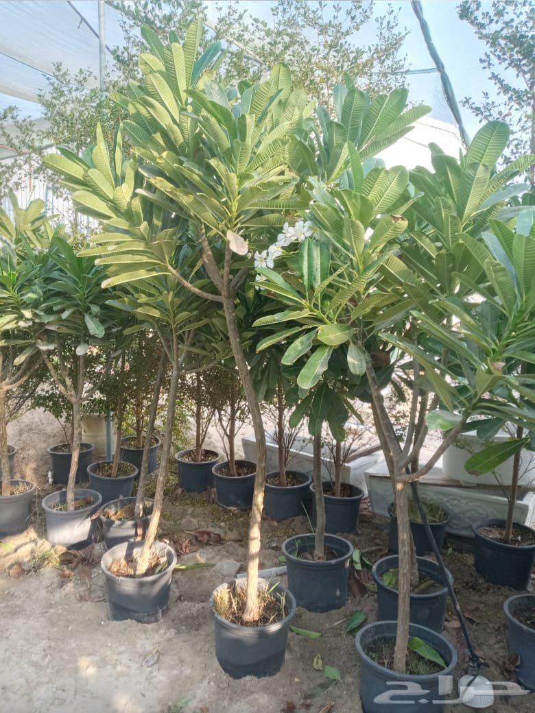 مزرعه ومشتل الشريف لتنسيق الحدائق والزراعه64187941575939112