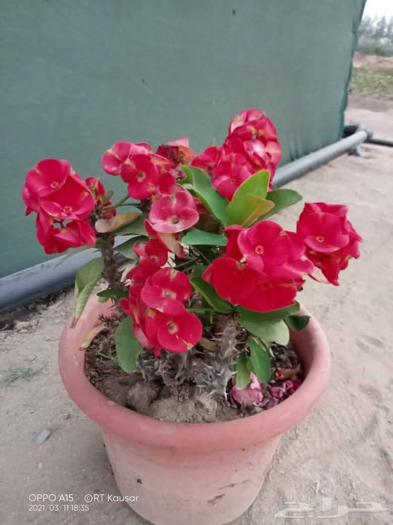 مشتل زراعي لتنسيق الحدائق والصيانة الشهري64188625600515112