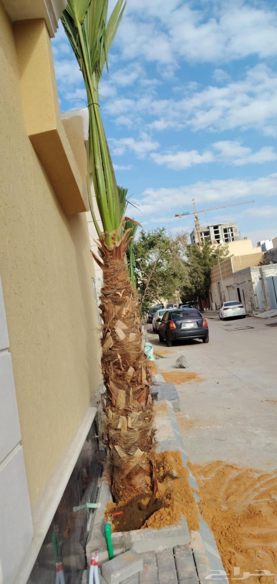 زراعه التيل الطبيعي64189357370627114