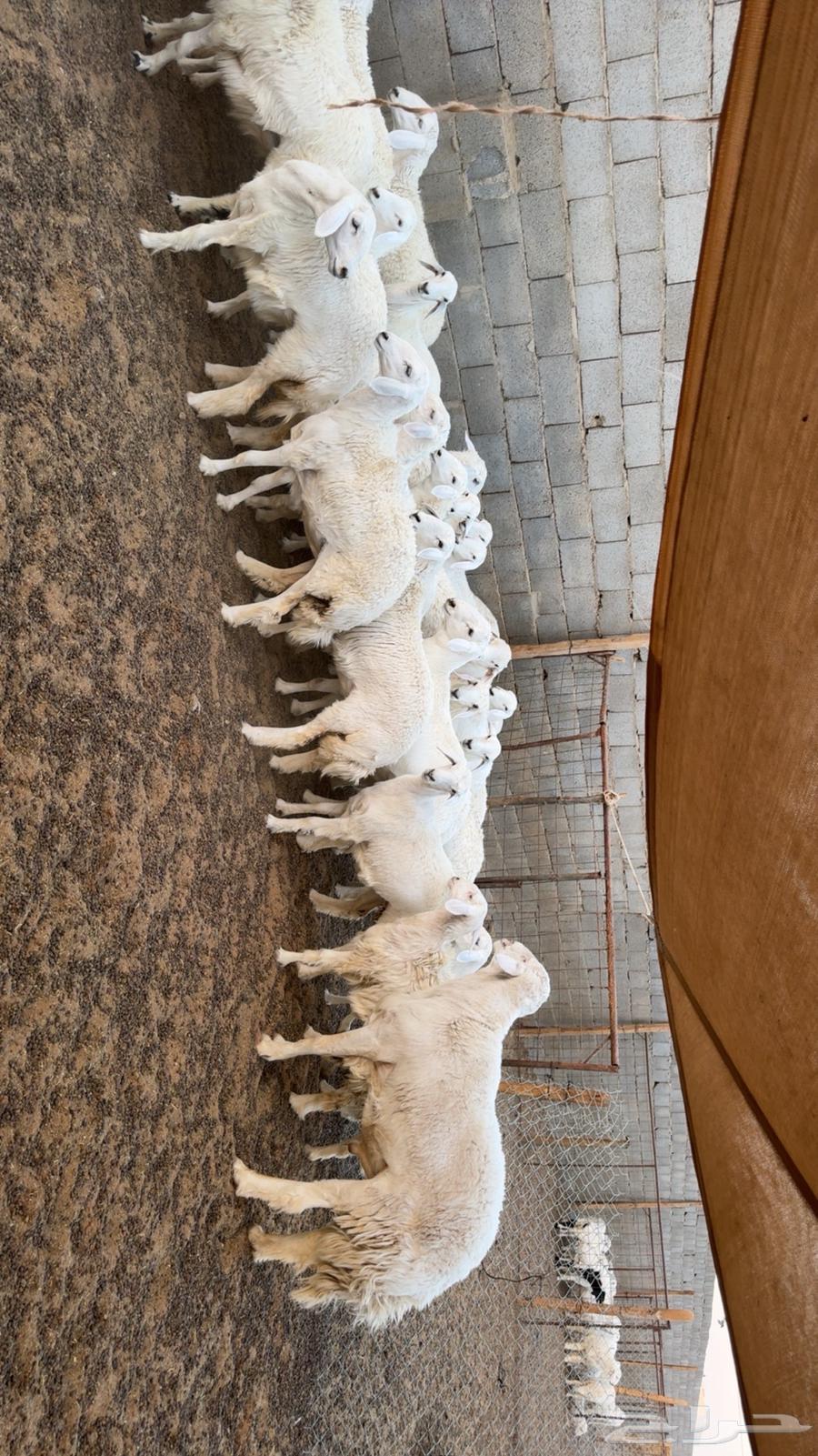 رخال مقاني طيبه64431786333954113