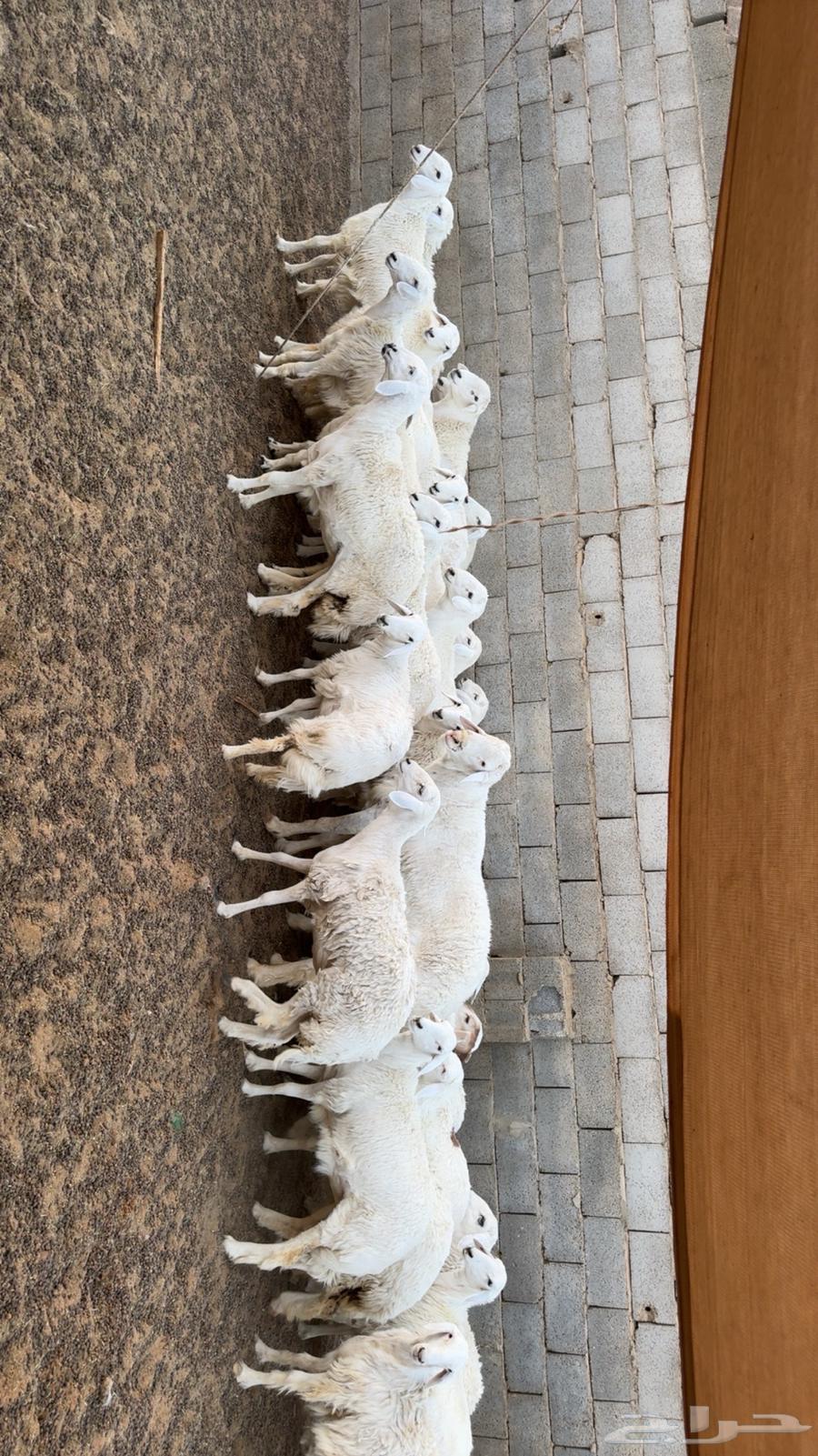 رخال مقاني طيبه64431786333954112