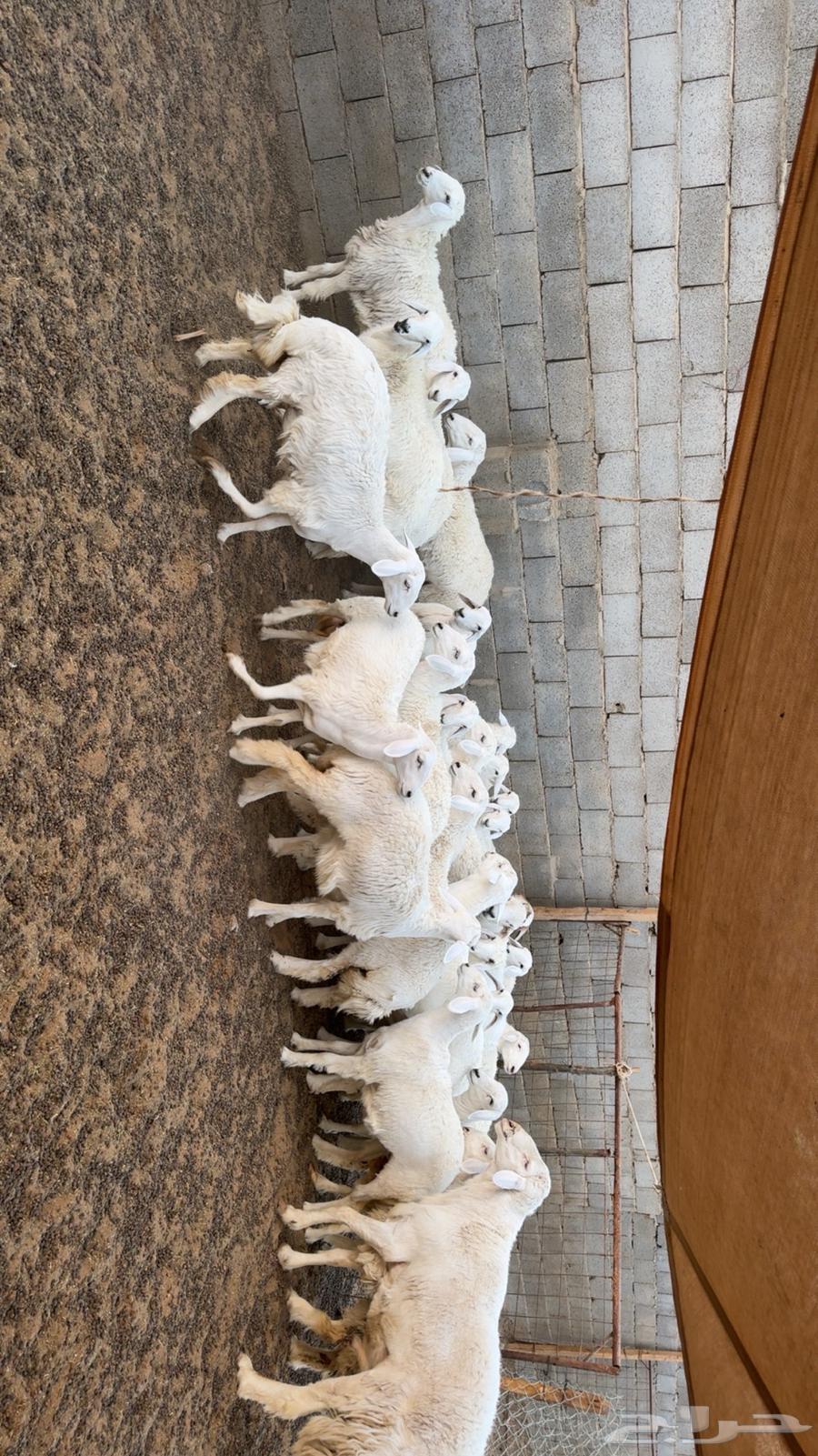 رخال مقاني طيبه64431786333954114