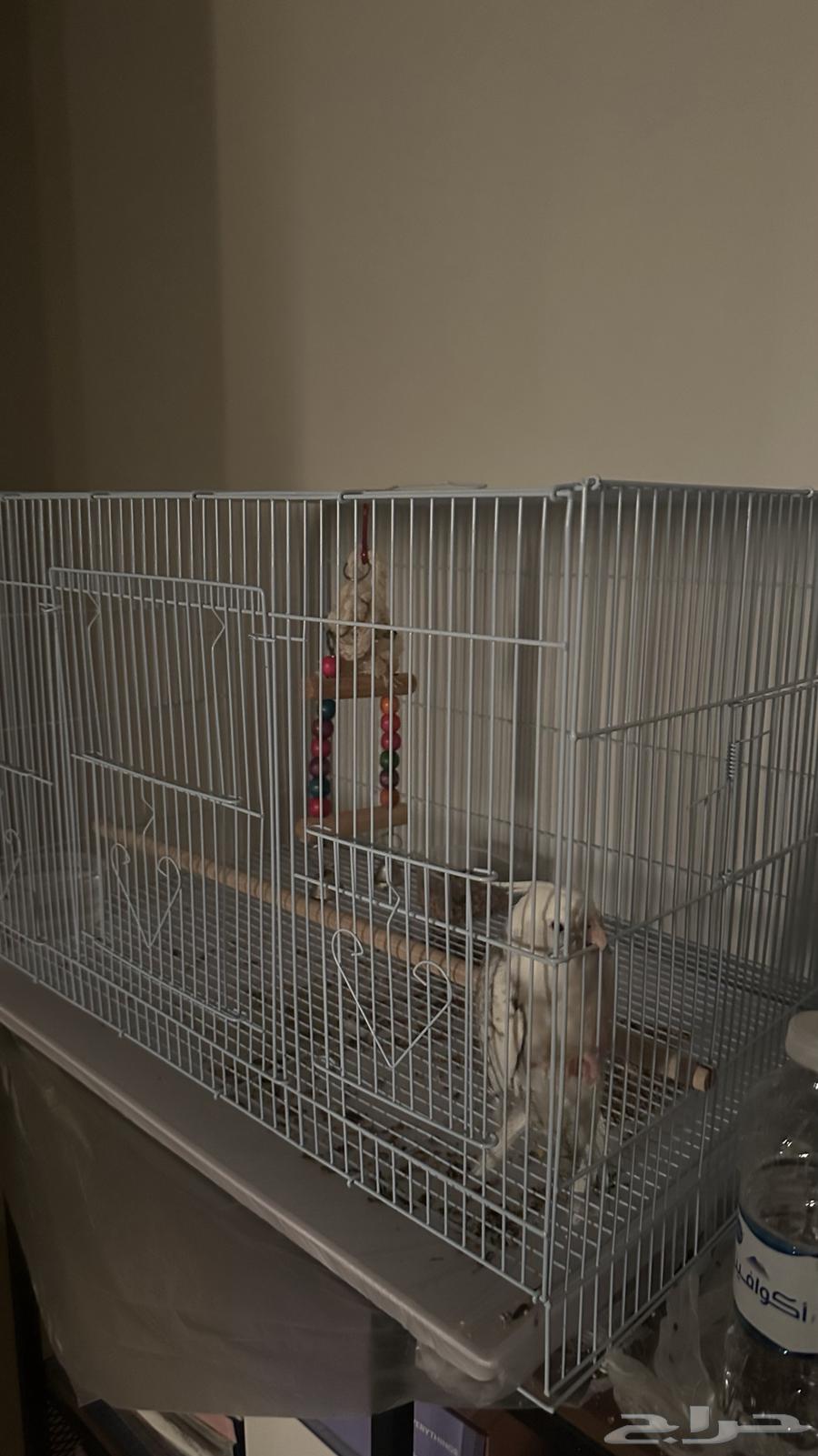 Krovan Bird64536795357569114