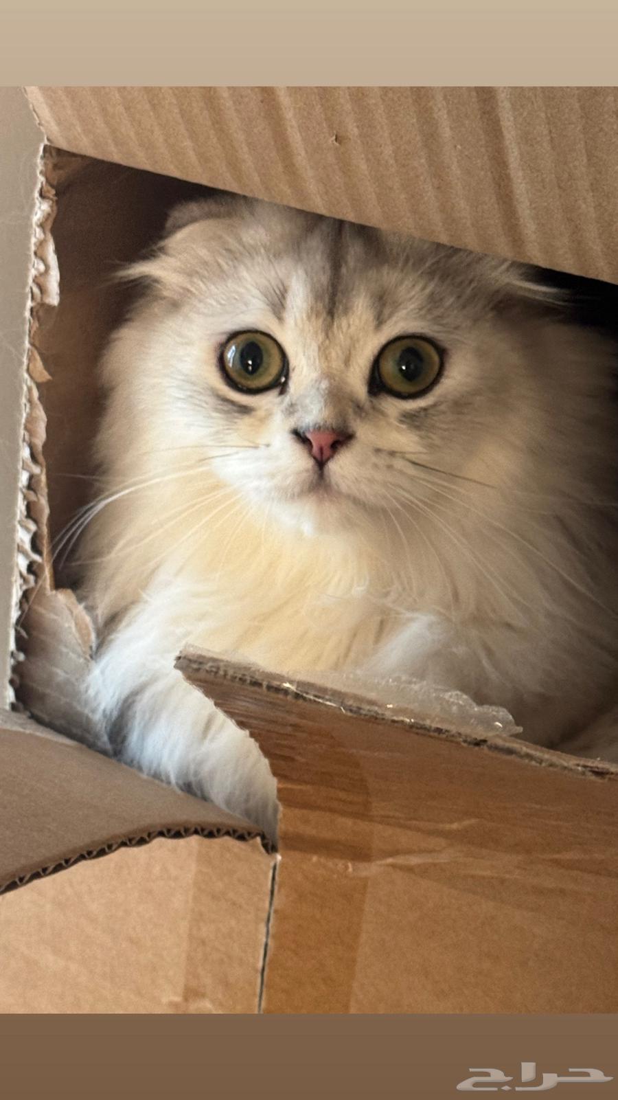 بسه شيرازي ونص سكوتش64620404855553114