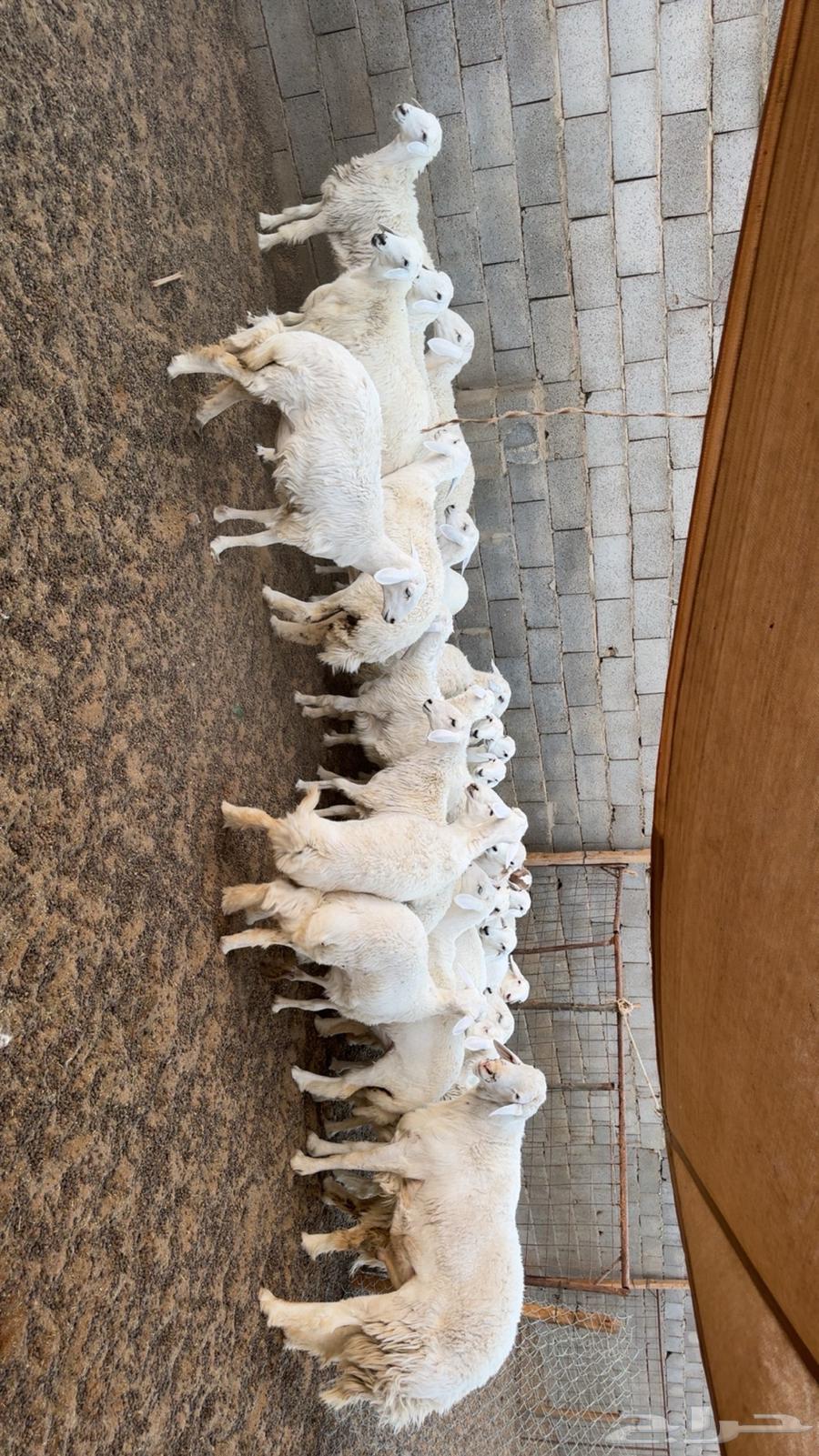 رخال مقاني طيبه64431786333954111