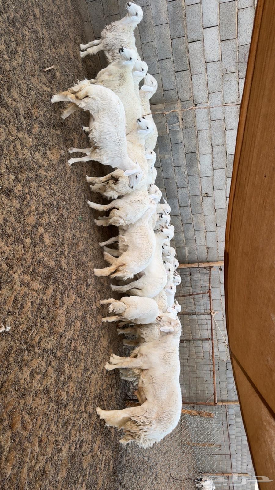 رخال مقاني طيبه64431786333954110