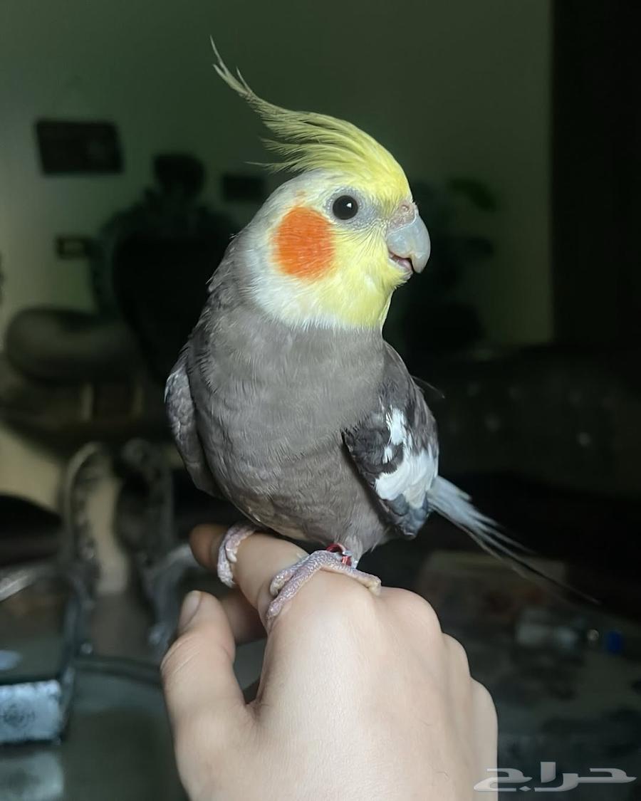 للبيع ببغاء الكروان64435285875586114