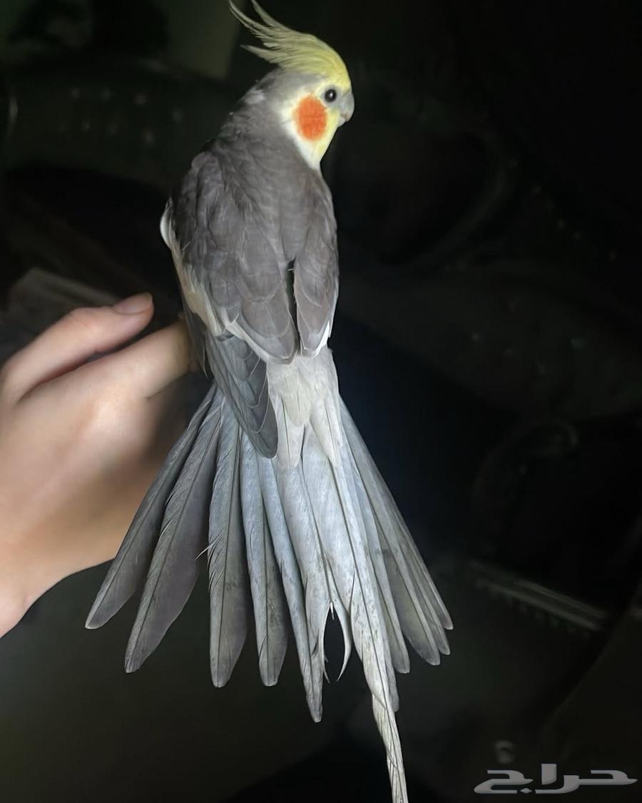 للبيع ببغاء الكروان64435285875586111