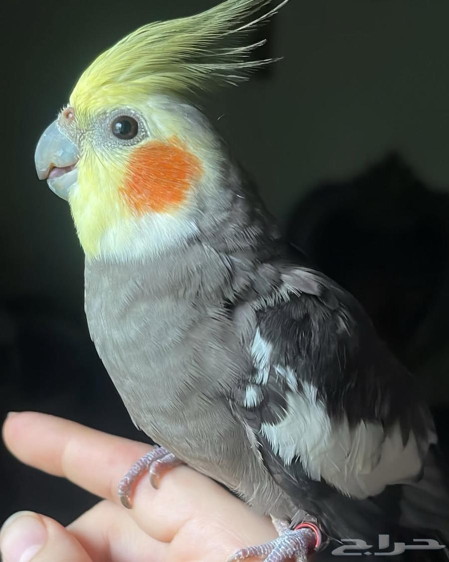 للبيع ببغاء كروان الأليف64431210697731111