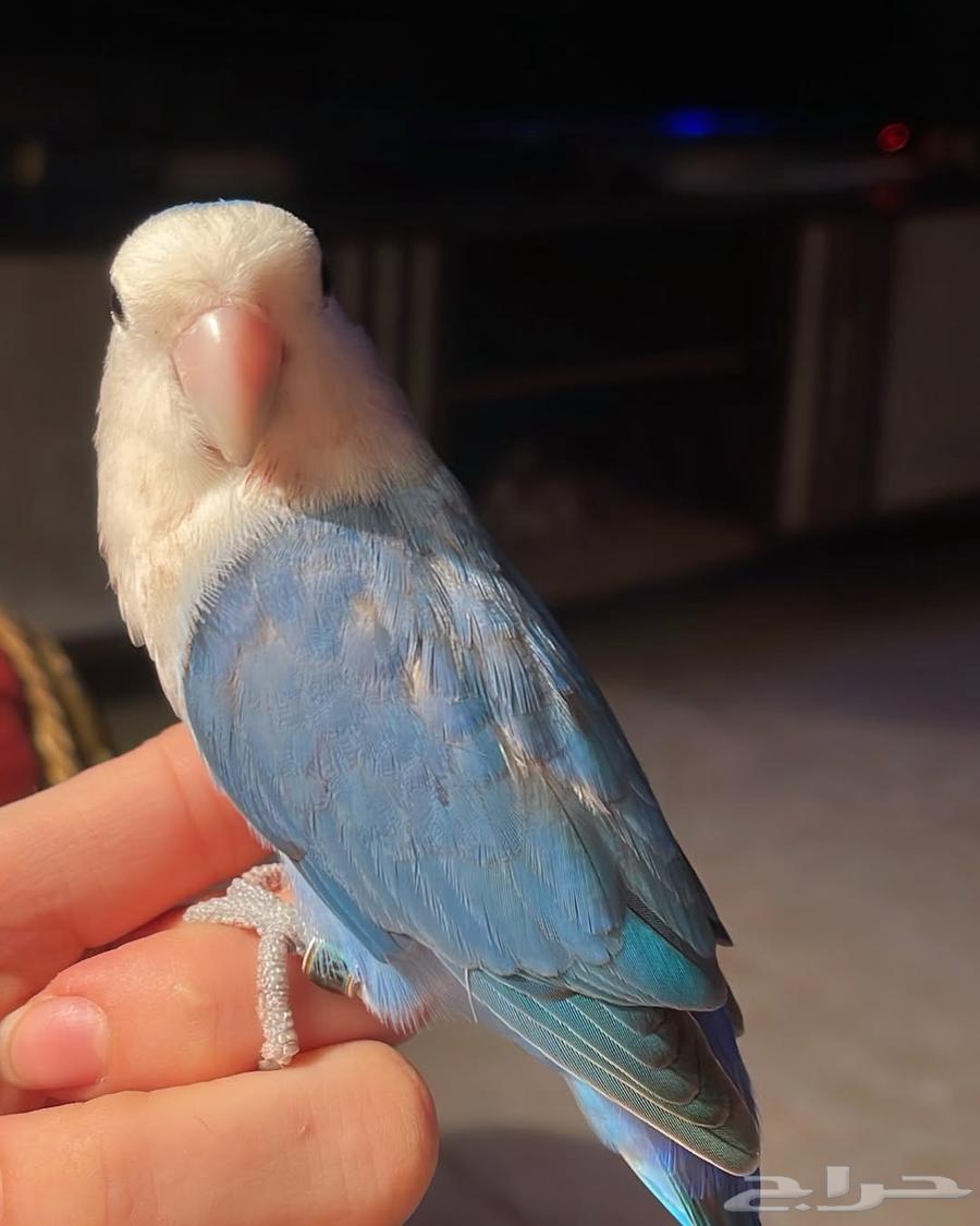 للبيع ببغاء الروز الأليف64561616166274113