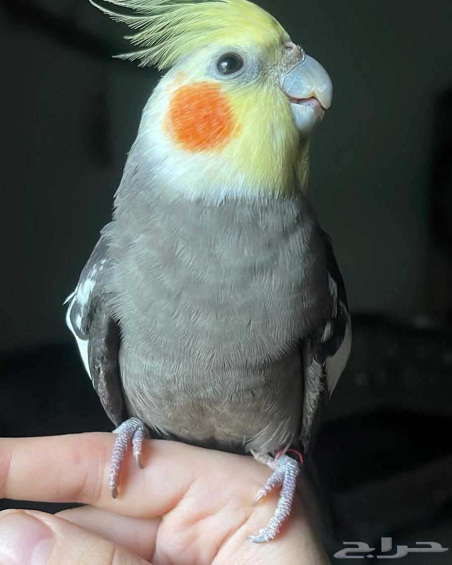 للبيع ببغاء كروان الأليف64431210697731112
