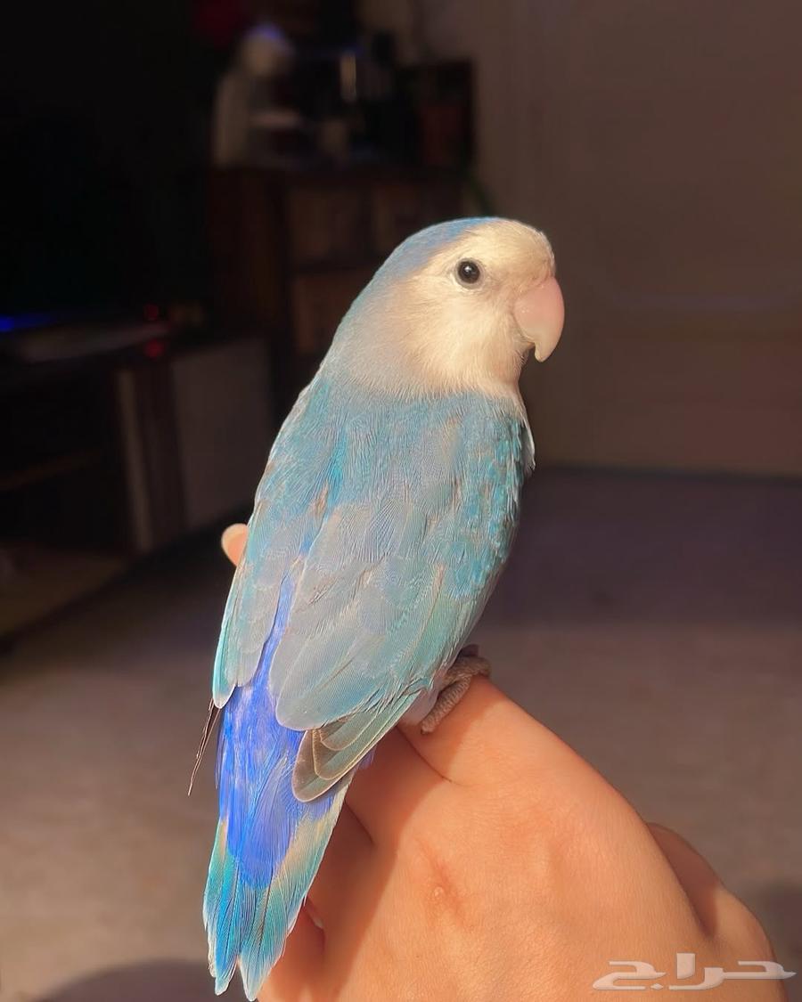 للبيع ببغاء الروز الأليف64561616166274110