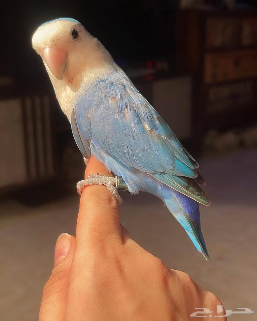 للبيع ببغاء الروز الأليف64561616166274111