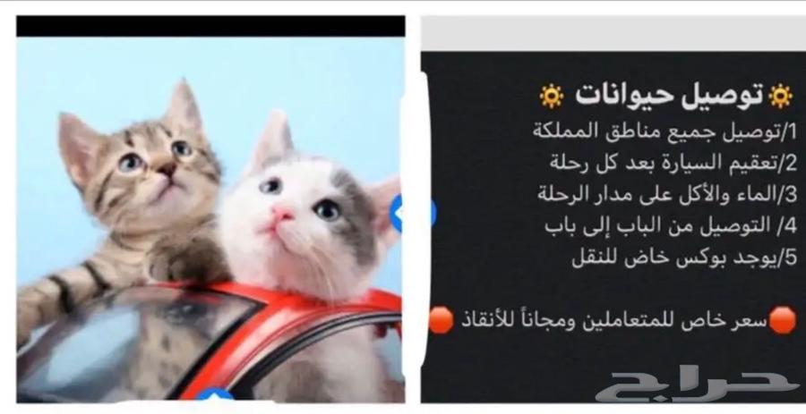 توصيل حيونات64189718502017113