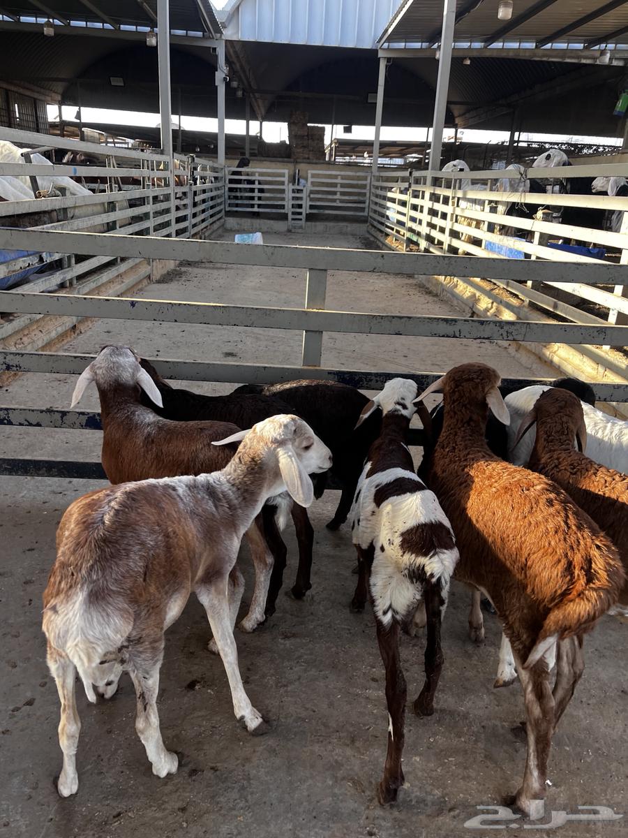 بهم تربيه64598339494658111