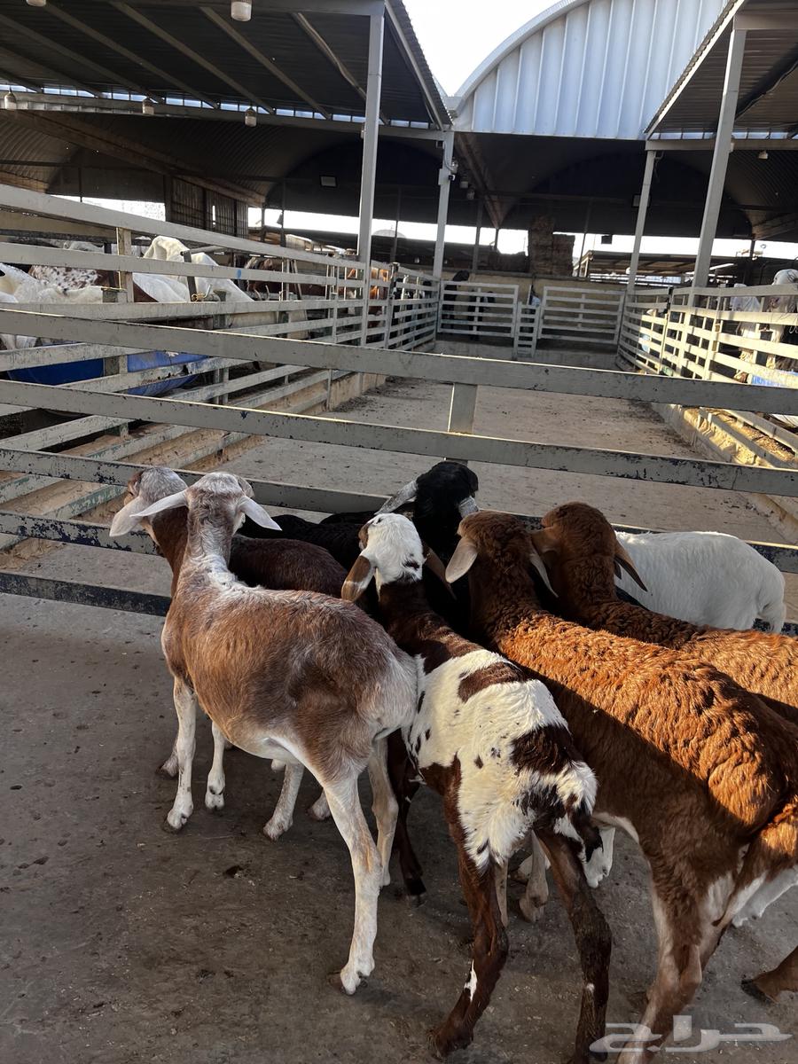 بهم تربيه64598339494658110