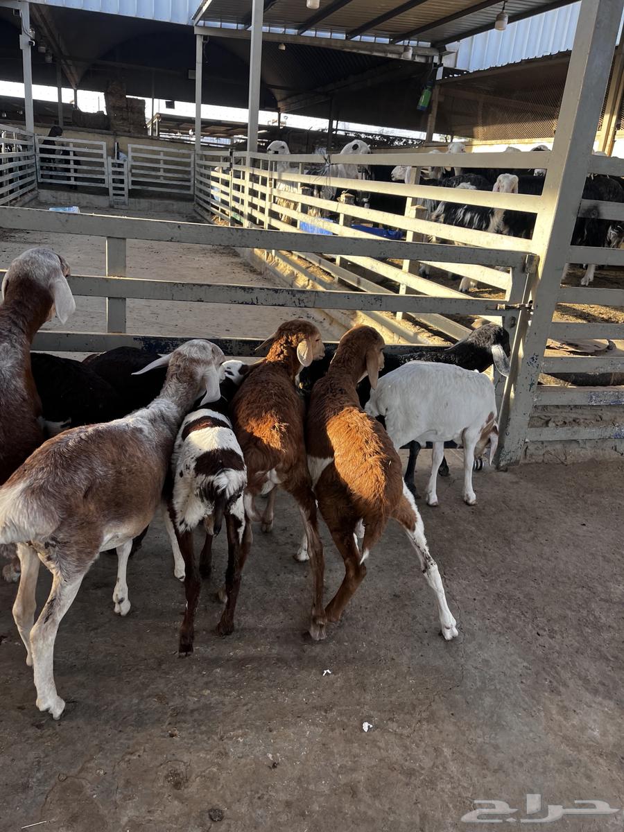 بهم تربيه64598339494658112