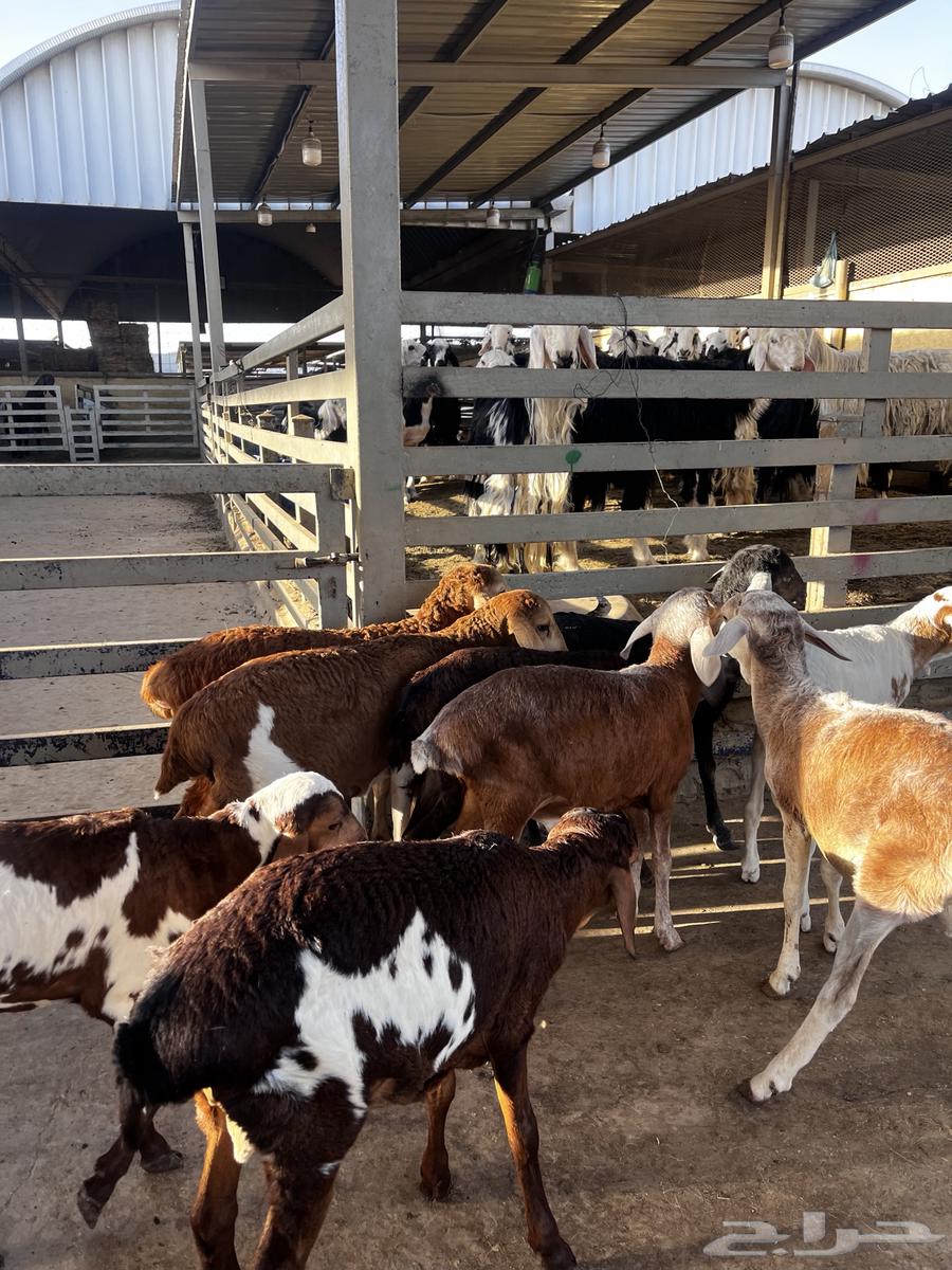 بهم تربيه64598339494658114