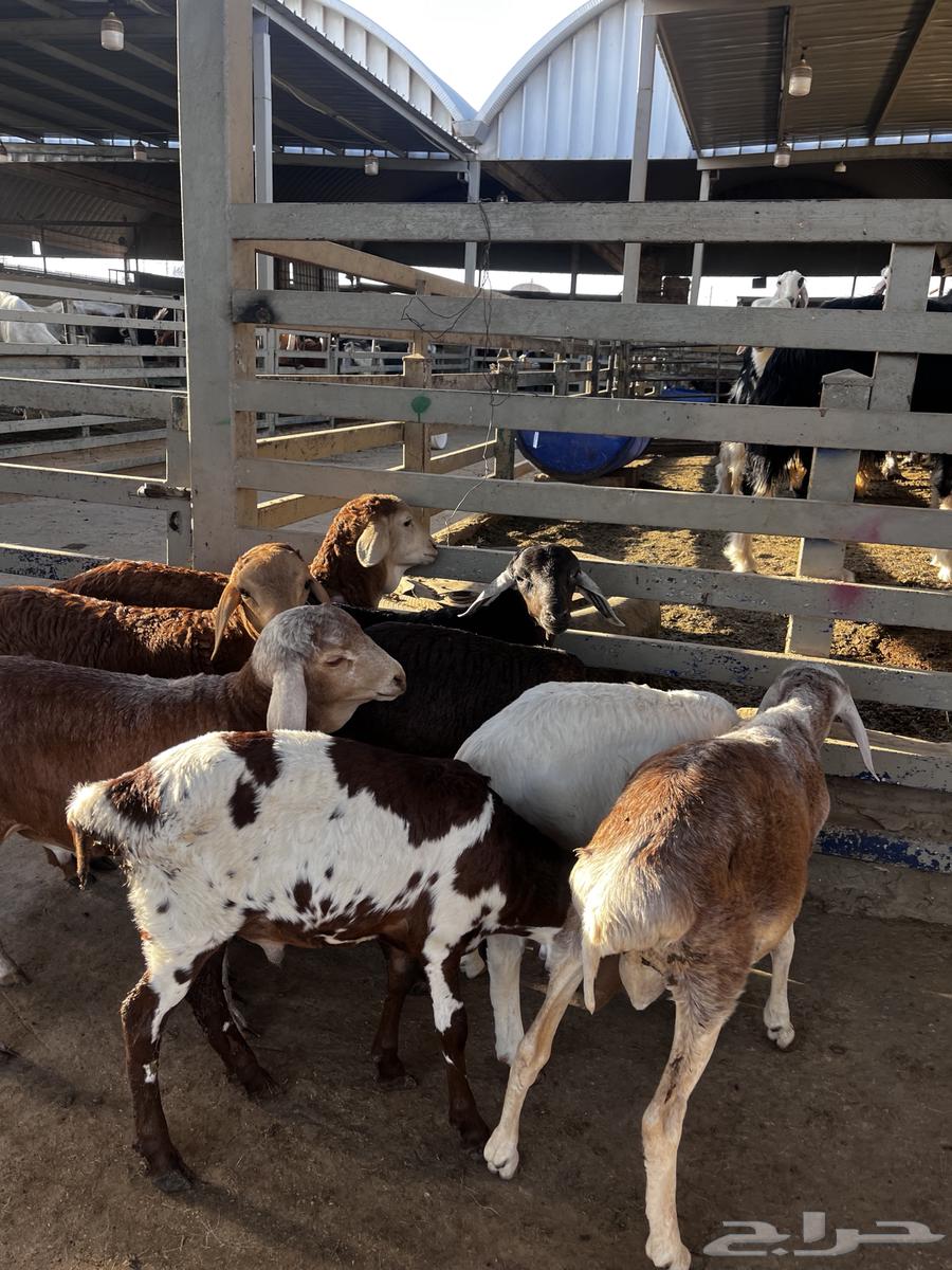 بهم تربيه64598339494658113