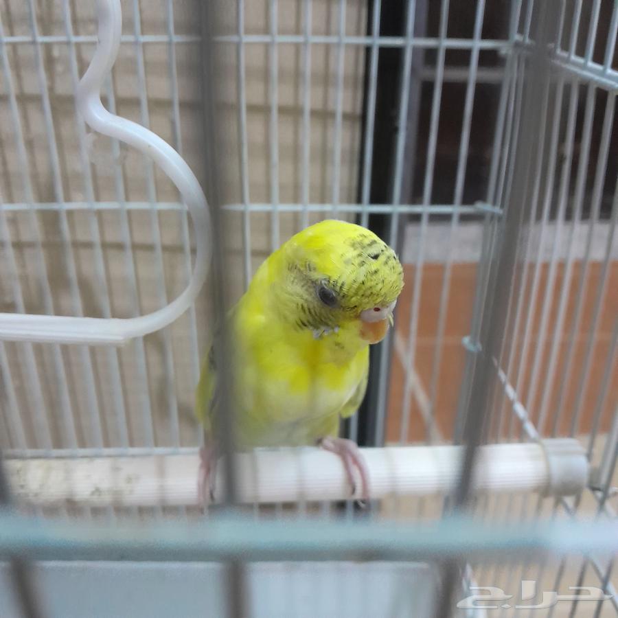 Bajie's husband has completely restored his health64471197990529114