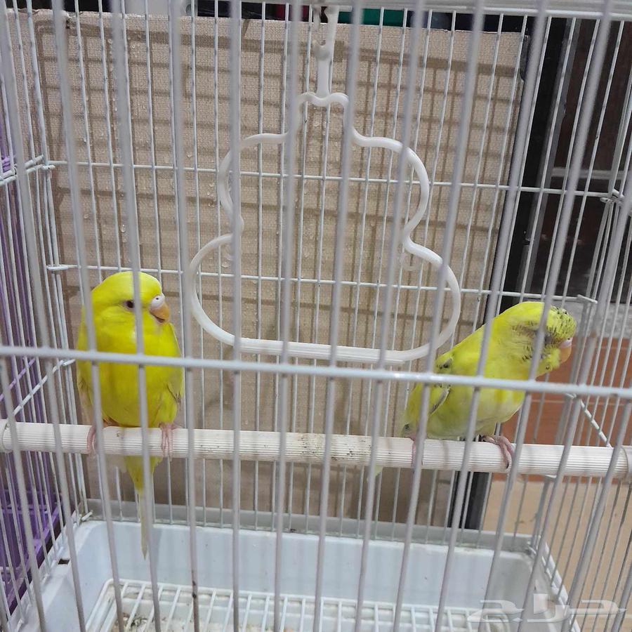 Bajie's husband has completely restored his health64471197990529113