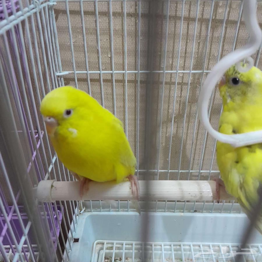 Bajie's husband has completely restored his health64471197990529112