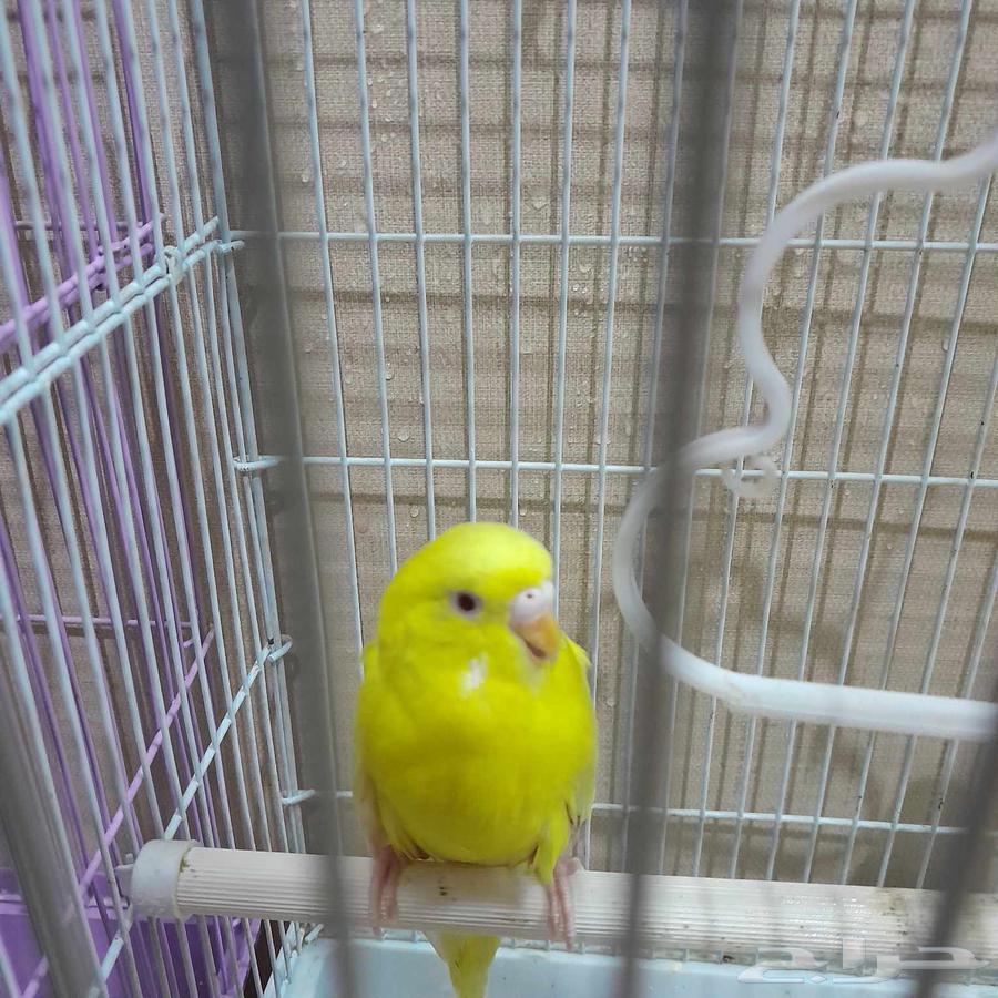 Bajie's husband has completely restored his health64471197990529111