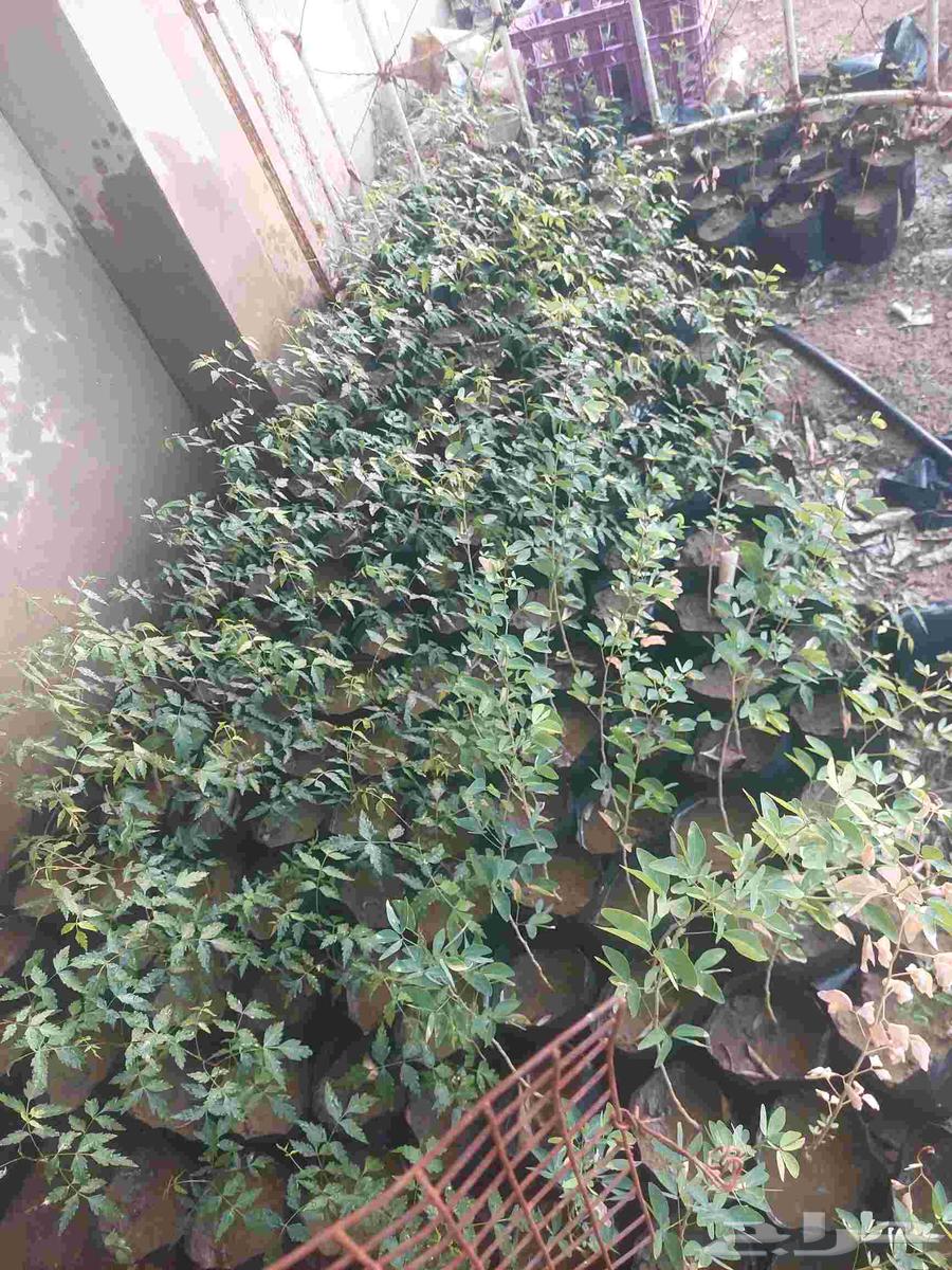 Almond tree Neem tree64460092512899110