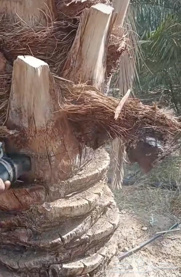 There are palm workers for bundling fronds, collecting fronds, uprooting, and staking all palm jobs64570203545475110