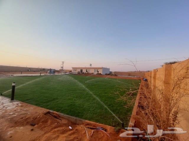 زراعه التيل الطبيعي64190071533315113