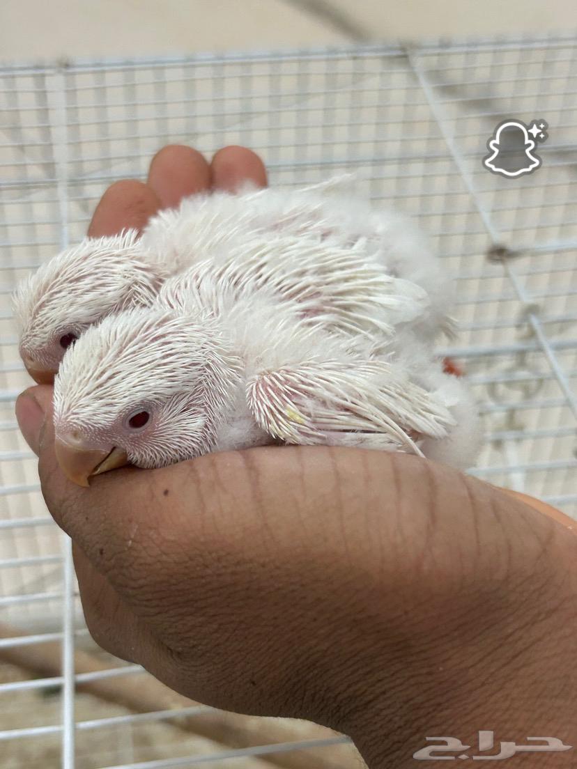 للبيع فروخ روز64462513381505111