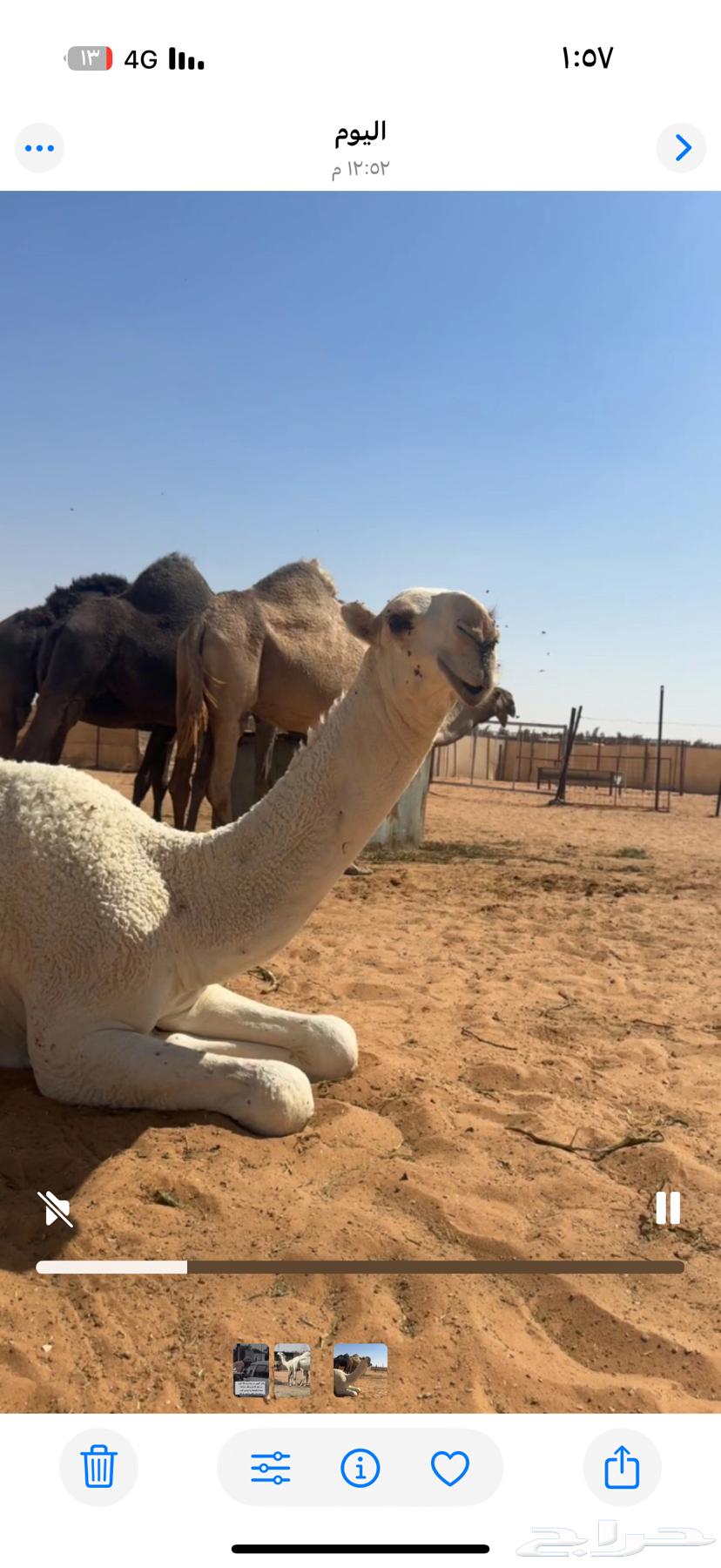 قعود فحل باتلي64677036458498112