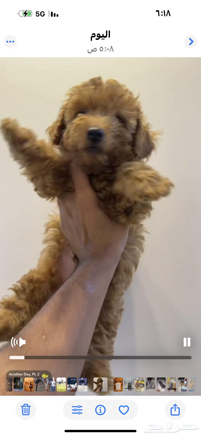 جرو بودل64442775782146111