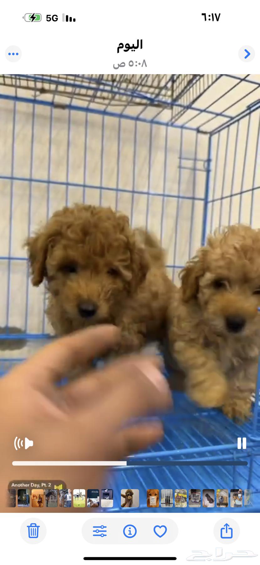 جرو بودل64442775782146113