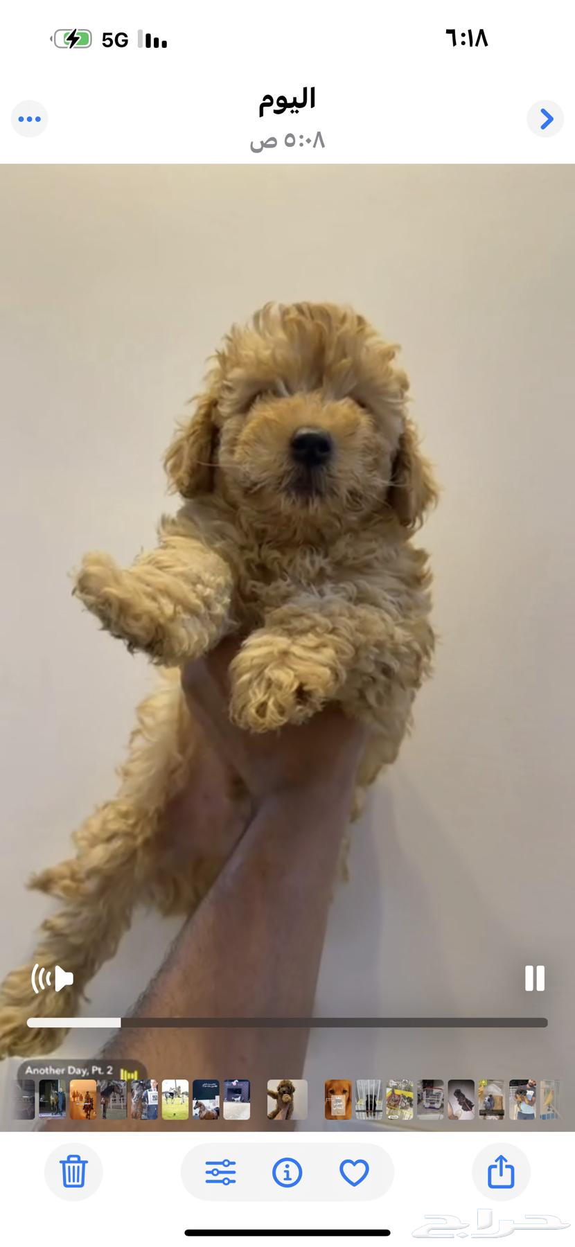 جرو بودل64442775782146110