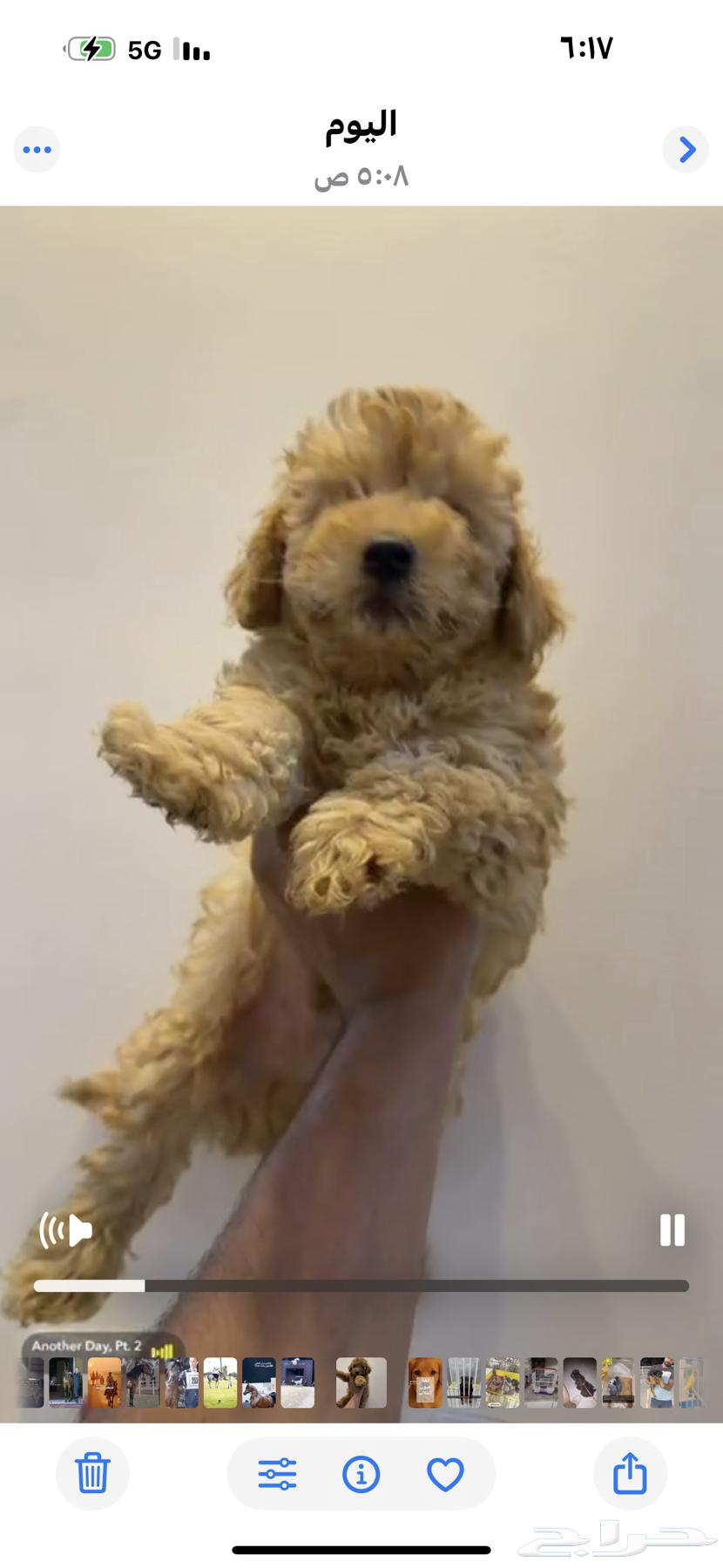 جرو بودل64442775782146112