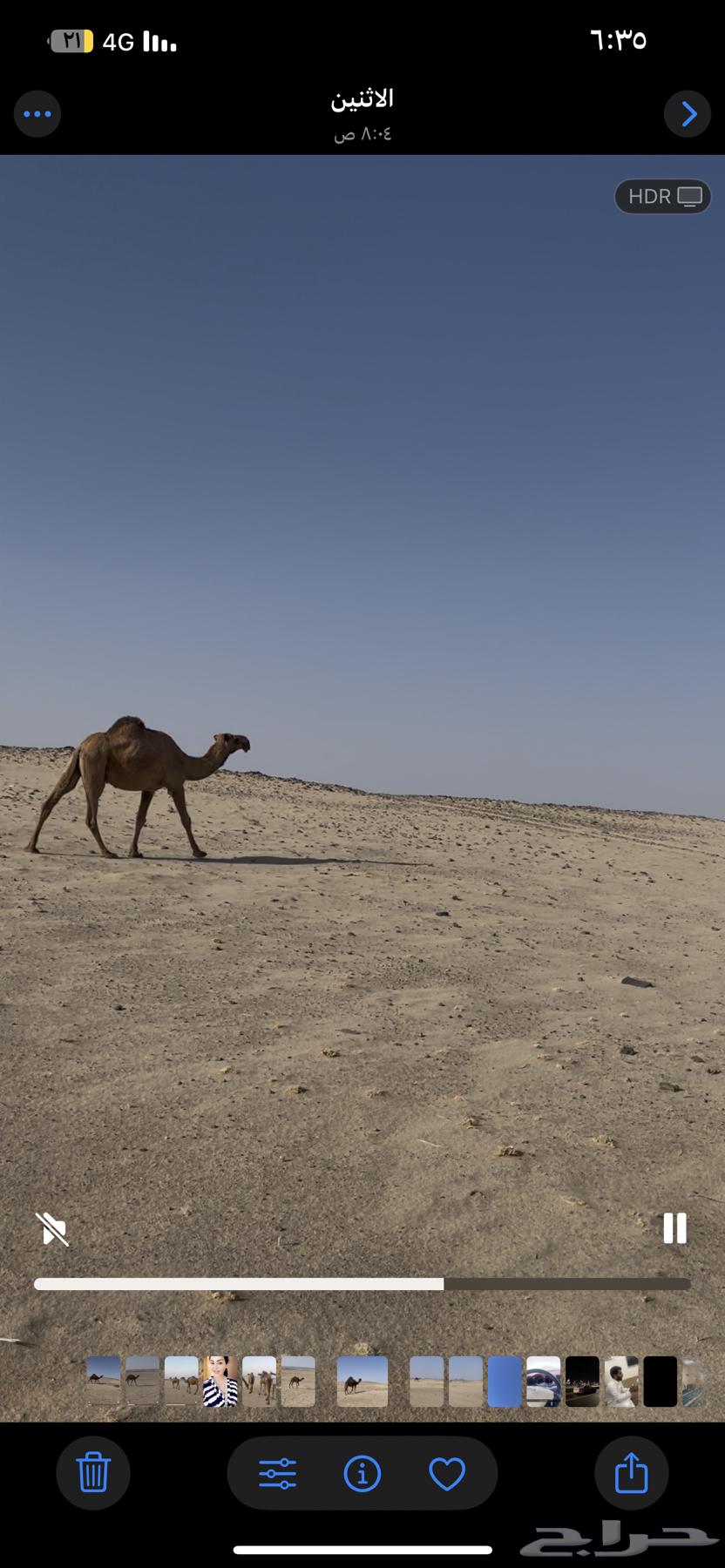 نياق للبيع العدد 464407839039617114