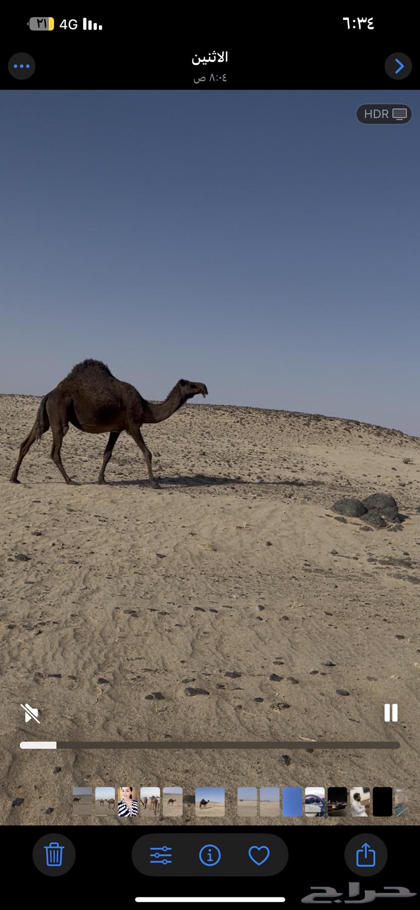 نياق للبيع العدد 464407839039617113