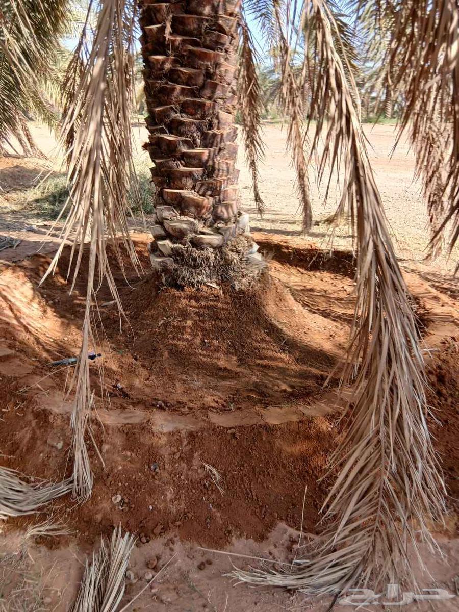 There are palm workers for bundling fronds, collecting fronds, uprooting, and staking all palm jobs64570203545475112
