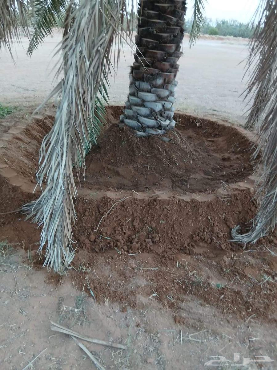 There are palm workers for bundling fronds, collecting fronds, uprooting, and staking all palm jobs64570203545475111