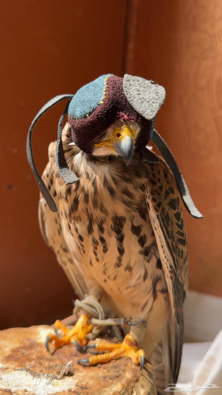 Common carp for sale64836754745731110