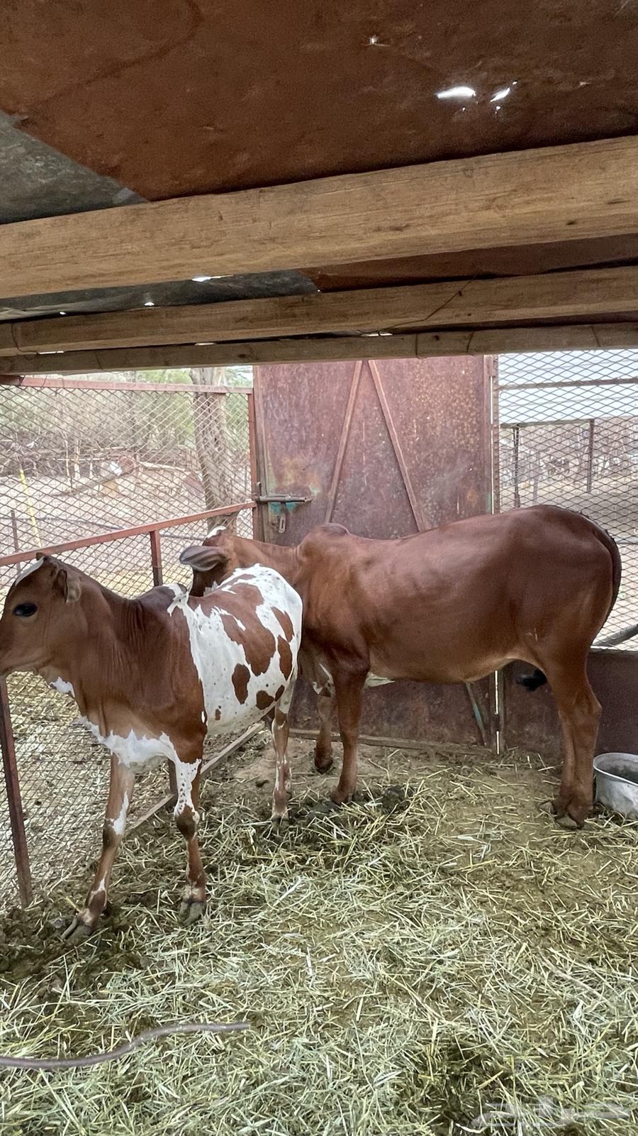 حسيل للبيع64541307126019112