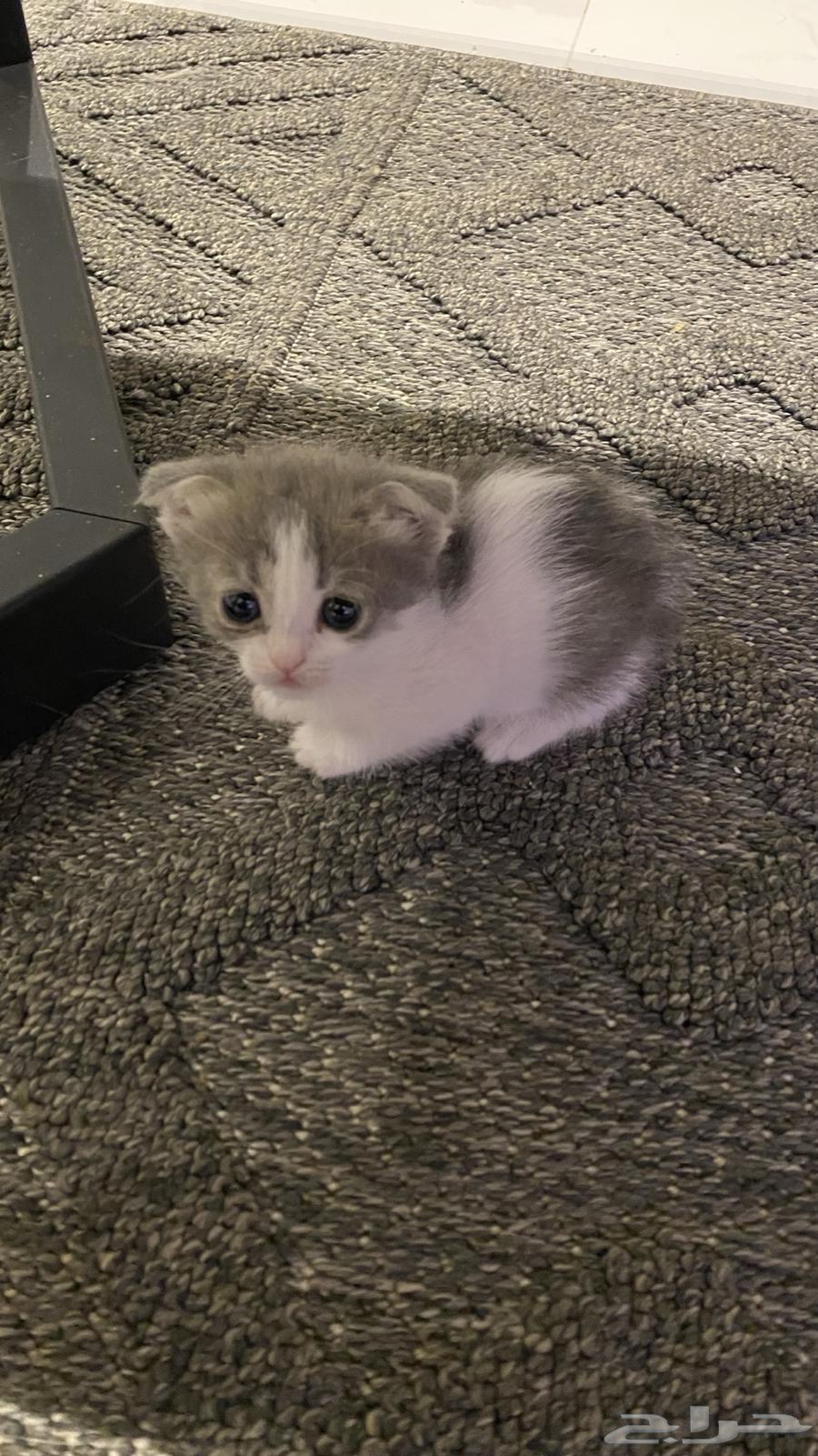 Kittens for adoption64239102793857113