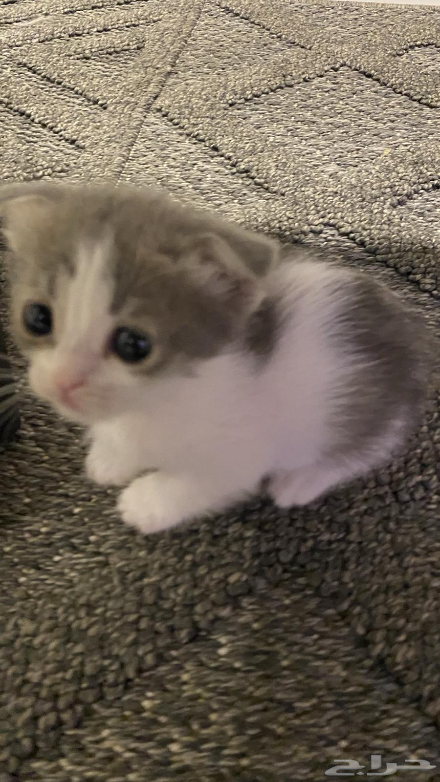 Kittens for adoption64239102793857112